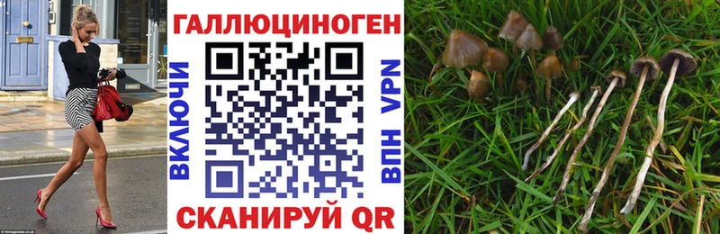 Галлюциногенные грибы Psilocybe ОМГ ОМГ зеркало Высоковск
